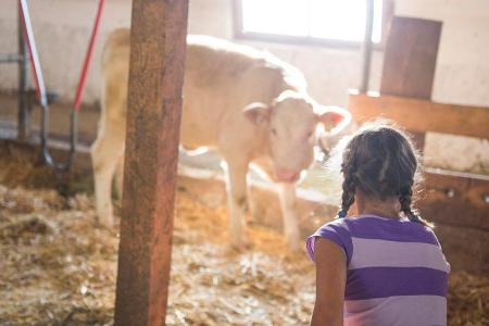 Kühe melken im Abenteuerhof KiKo