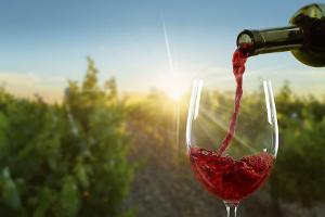 Ein edler Tropfen ist im Vorfeld für Anfänger oft schwer zu erkennen