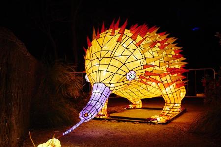 Bei uns unbekannt, da nur in Australien zu Hause: der Ameisenigel. Hier natürlich nicht in Originalgröße.