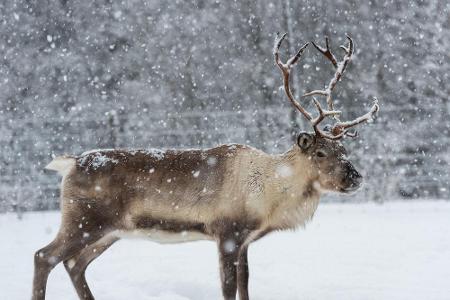 Zugegeben, Rentiere sind in allen nordischen Ländern beheimatet. Dennoch sind diese faszinierenden Tiere immer ein echter Hi...