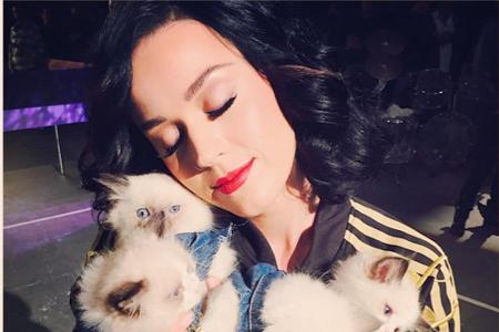 Die Katzen-Lady ist niemand Geringeres als Katy Perry (31). Ihre Liebe zu den flauschigen Vierbeinern ist so groß, dass eine...