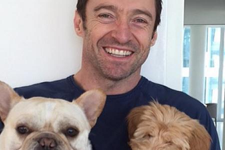 Hugh Jackman und seine beiden Hunde: Dali (li.) und Allegra (re.)