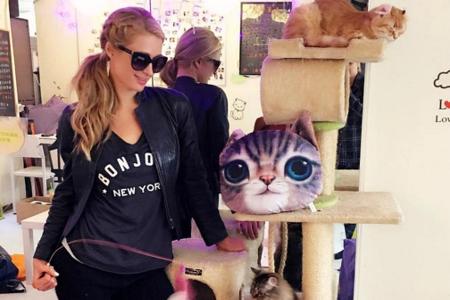 Paris Hilton ist begeistert vom Konzept des Katzencafés