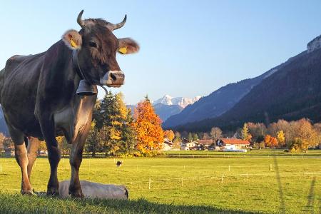 Frische Bergluft und grüne Wiesen - Urlaub im Allgäu ist sehr gefragt
