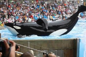 Die Doku "Blackfish" (Szenenbild) sorgte für eine heiße Debatte über Orcas in Gefangenschaft