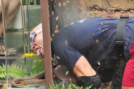 Thorsten Legat musste sich kriechend durch drei mit Ungeziefer befüllte Plexisglasröhren begeben. Am Ende des ersten Ekeltun...