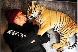 Lewis Hamilton ist ganz vernarrt in Tigerbaby Nicole