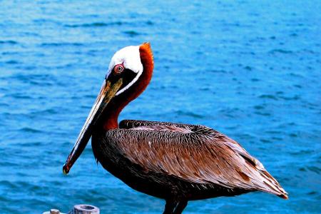 Gefiederte Einheimische der Keys: Pelikane