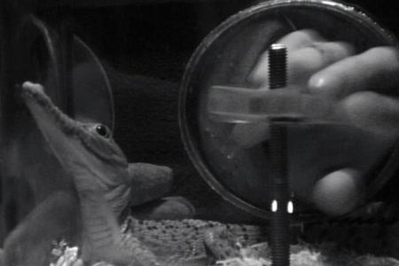 David kann hingegen den Mund nicht halten: 