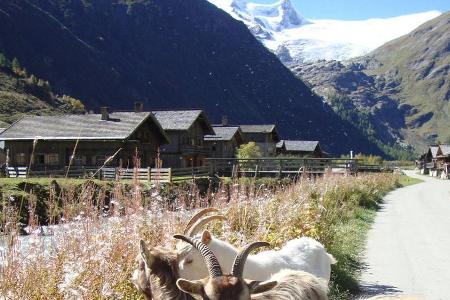 Ziegen in Innergschlöß mit dem Großvenediger im Hintergrund