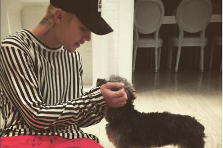Möchte allen die gleiche Menge Aufmerksamkeit zukommen lassen: Justin Bieber mit Hündin Esther und Neuzugang Phil