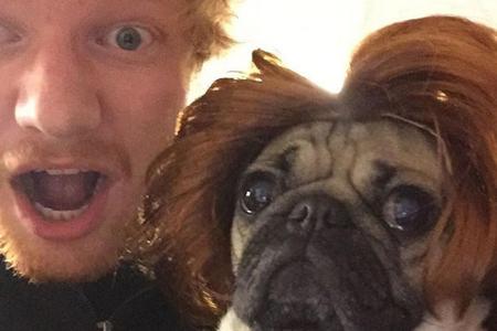 Dieser Hund sieht Sheeran zum Verwechseln ähnlich und hört, wie der Sänger verrät, auf den Namen 