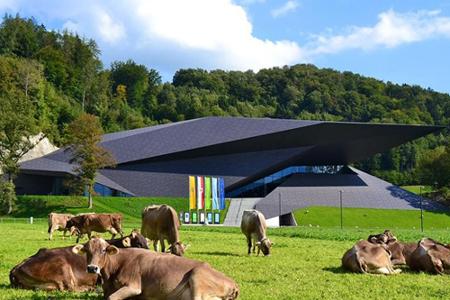 Weidende Kühe vor dem Festspielhaus Erl