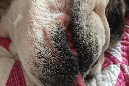 Samantha Ronsons bester Freund Donut