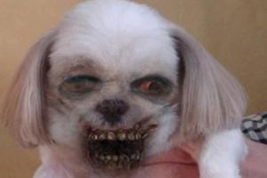 Mit der "ZombieBooth"-App können Sie jeden zum Zombie werden lassen