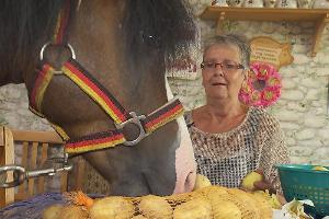 Ein Pferd in der Küche: Beate beobachtet Hengst Rocky Spitzarsch beim Mittagessen