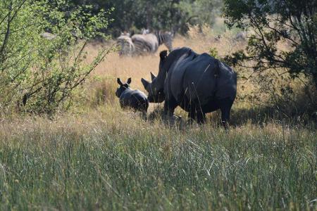 Geboren in Botswana: Nashorn-Baby mit Nashorn-Mama