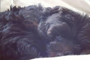 So sieht Demi Lovatos neues Hunde-Baby aus