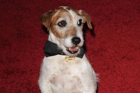 Ein Star auf dem roten Teppich: Filmhund Uggie