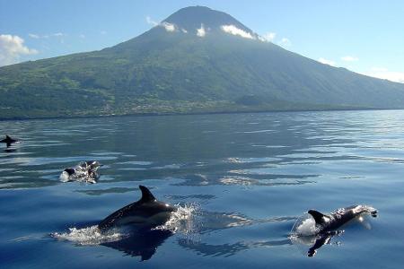 Highlight für Tierfreunde: Walbeobachtungstouren