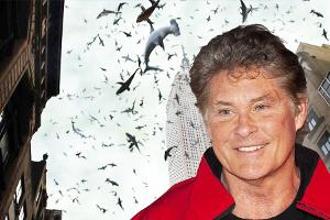 01 David_900x600.jpg