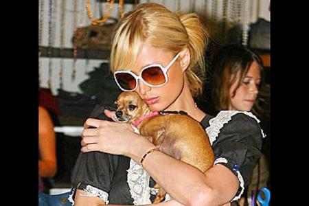 Tinkerbell begleitete Paris Hilton jahrelang auf den roten Teppich