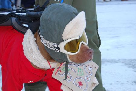 Artgerechte Haltung: Promi-Hund beim Gassi gehen in Aspen