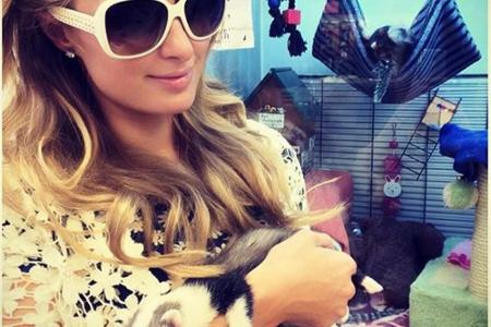 Paris Hilton hält ihr neues Frettchen auf dem Arm