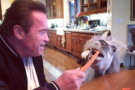 Arnold Schwarzenegger behauptet, dass sein Pony Whiskey ihm jeden Morgen sein Frühstück wegfuttert