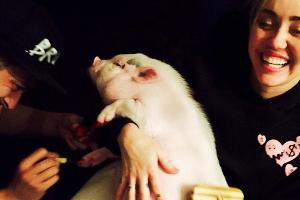 Miley Cyrus bürstet und lackiert ihrem Schwein die Nägel