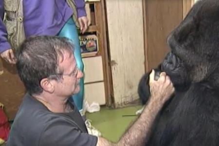 Selbst Gorilla-Dame Koko trauert um Robin Williams