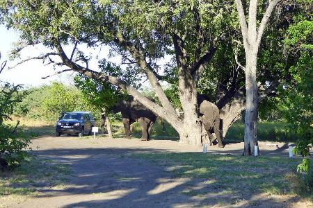 VW Amarok Botswana Okavangodelta