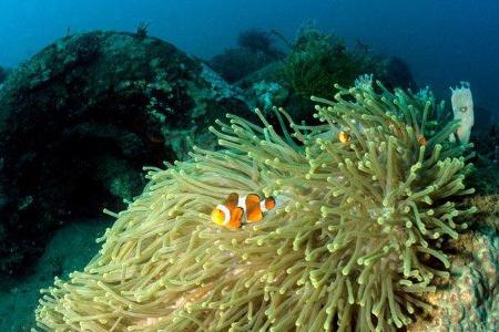 Autowracks unter Wasser