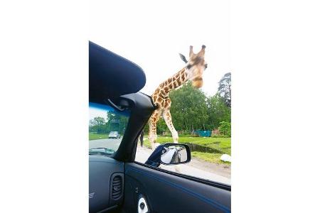 Corvette C6, Hodenhagen, Giraffen