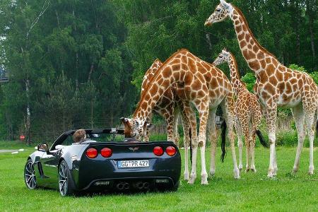 Corvette C6, Hodenhagen, Giraffen