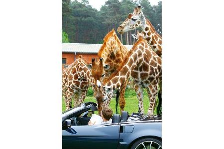 Corvette C6, Hodenhagen, Giraffen