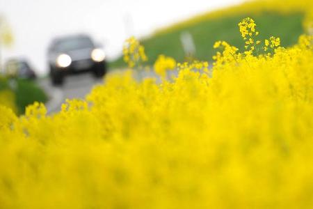 Alternative Kraftstoffe, Raps