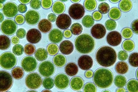 Alternative Kraftstoffe, Algen