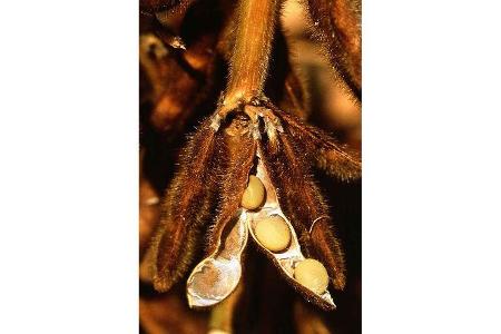 Alternative Kraftstoffe, Sojabohne