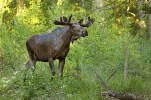 Die zehn verrücktesten Tier-Safaris