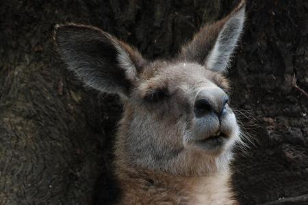 Die australische Tierwelt kann sich ebenfalls sehen lassen.
