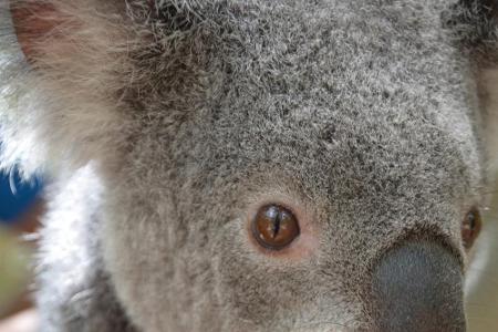 Man kann diesen Tieren nur schwer widerstehen, sagt Barkhausen: Bei diesem Koalababy bleibt daran kein Zweifel.