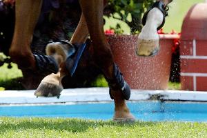 Sieg in 1000 Guineas: Rennreiterin Vogt schreibt Geschichte