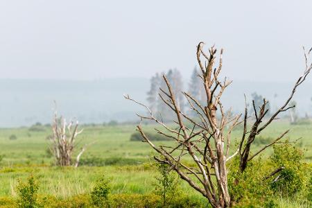 Wüsten-ähnlich: Auf 313 Kilometern passiert der Eifelsteig das Hochmoorgebiet Hohes Venn, den Nationalpark Eifel und die Vul...