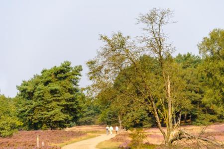 Eine der schönsten Entdeckungstouren ist der Heidschnuckenweg. Er führt über Buchholz, Wilsede, Soltau und Müden bis hin zu ...