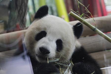 Teaserbild Berliner Panda_Pacific Press Agency.jpg