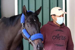 Vor Preakness: Hengst Medina Spirit besteht Dopingtest