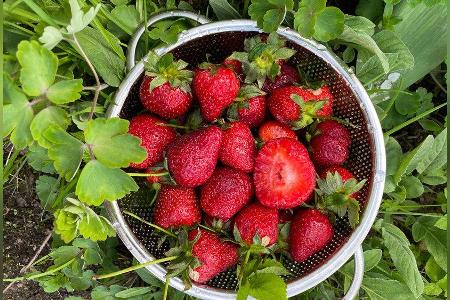 Im Sieb bleiben Erdbeeren länger frisch. (Symbolbild)