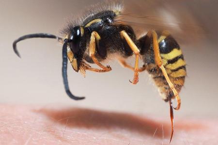 Im Gegensatz zu Bienen ziehen Wespen ihren Stachel nach dem Stich wieder heraus.