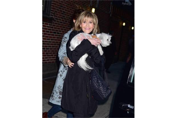 ...die lieben Vierbeiner haben einfach Angst vor der Paparazzi-Meute - wie der Hund von Jane Fonda. 